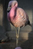 Image of Andean Flamingo