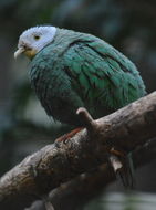 Image of Black-naped Fruit Dove