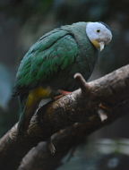 Image of Black-naped Fruit Dove