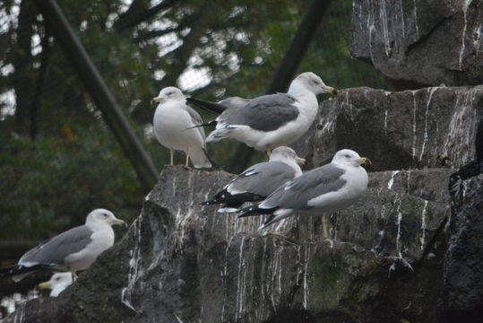 Image of Black-tailed Gull