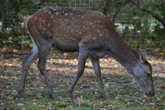 Image of Barbary stag