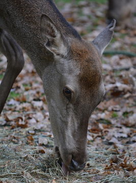 Image of Barbary stag