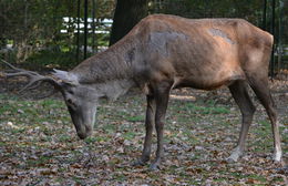 Image of Barbary stag