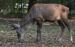 Image of Barbary stag