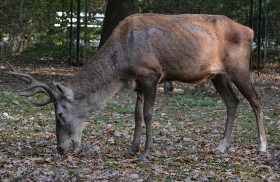 Image of Barbary stag