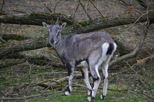 Image of Bharal