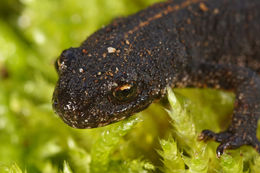 Image of Anatolian Crested Newt