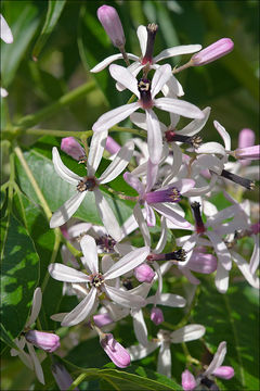 Image of Chinaberry