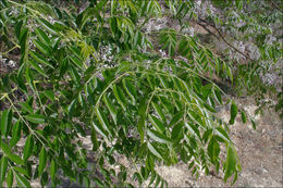Plancia ëd Melia azedarach L.