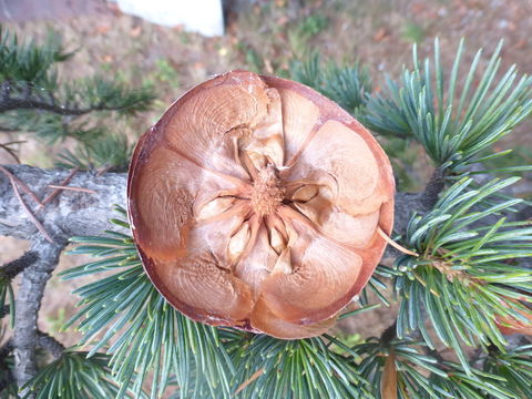 Image of Deodar cedar