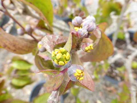 Image of Cornelian cherry dogwood