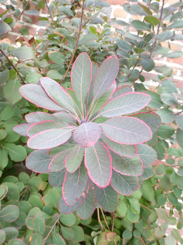 Image of European smoketree