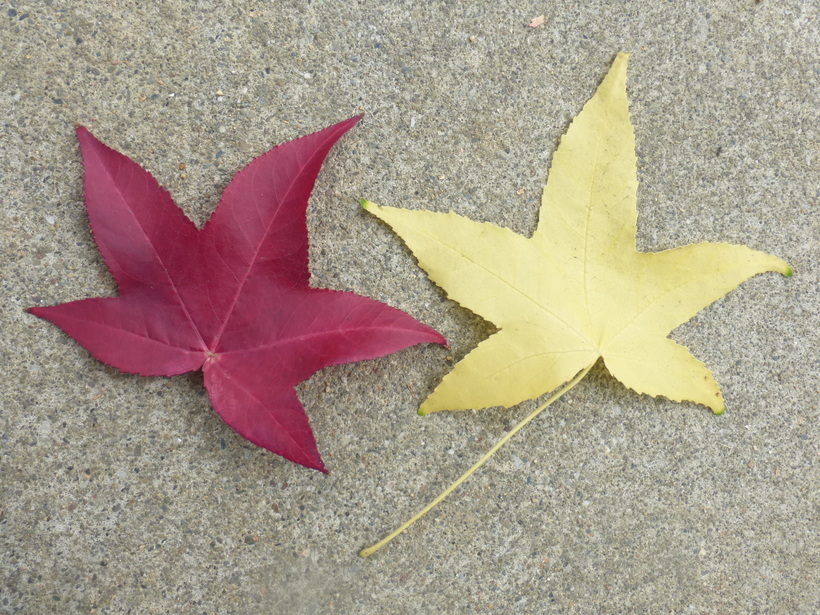 Image of Oriental Sweetgum