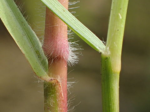 Image of Seashore paspalum