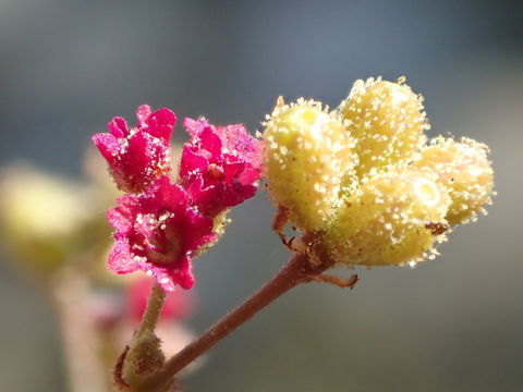 Imagem de Allionia incarnata var. villosa (Standl.) Munz