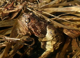 Image of Common Spadefoot