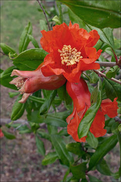 Image of Pomegranate