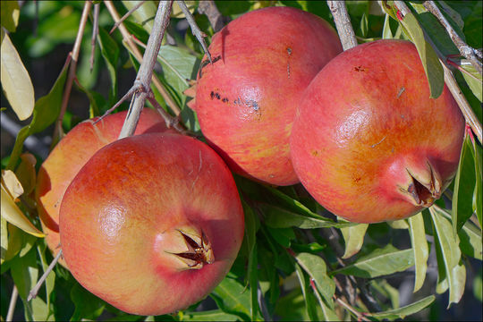 Image of Pomegranate