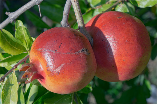 Image of Pomegranate