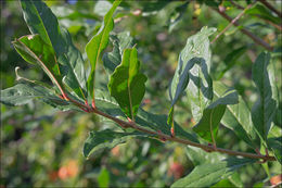 Image of Pomegranate