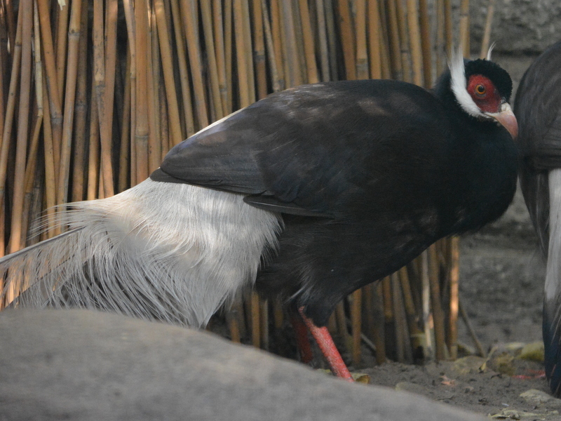 Image of Brown Eared Pheasant