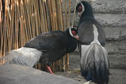 Image of Brown Eared Pheasant