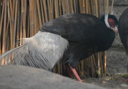 Image of Brown Eared Pheasant