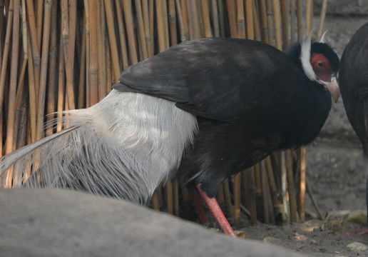 Image of Brown Eared Pheasant