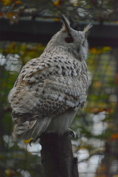 Image of Western Siberian Eagle-owl