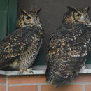 Plancia ëd Bubo capensis mackinderi Sharpe 1899