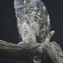 Image of Forest Eagle-owl
