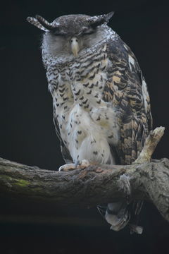 Image of Forest Eagle-owl