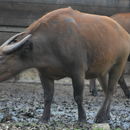 Image of African forest buffalo