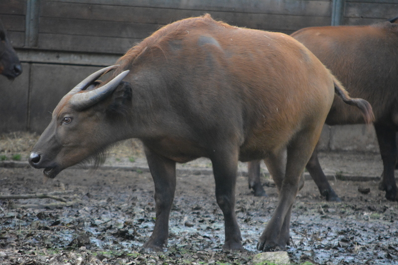 Image of African forest buffalo