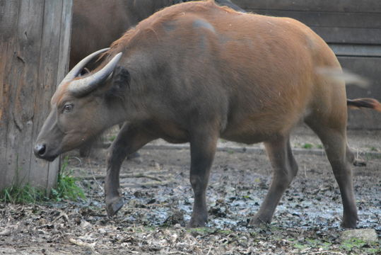 Image of African forest buffalo