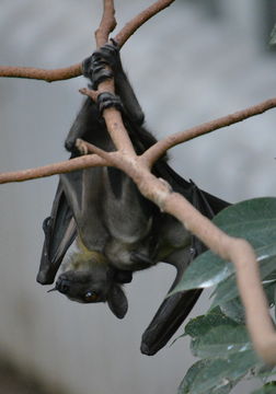 Image of African Straw-colored Fruit Bat