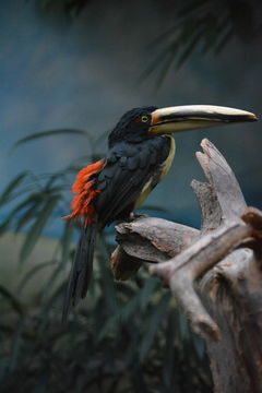 Image of Collared Aracari