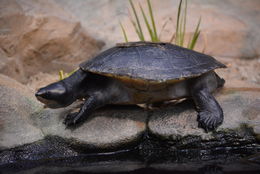 Image of Murray River Turtle