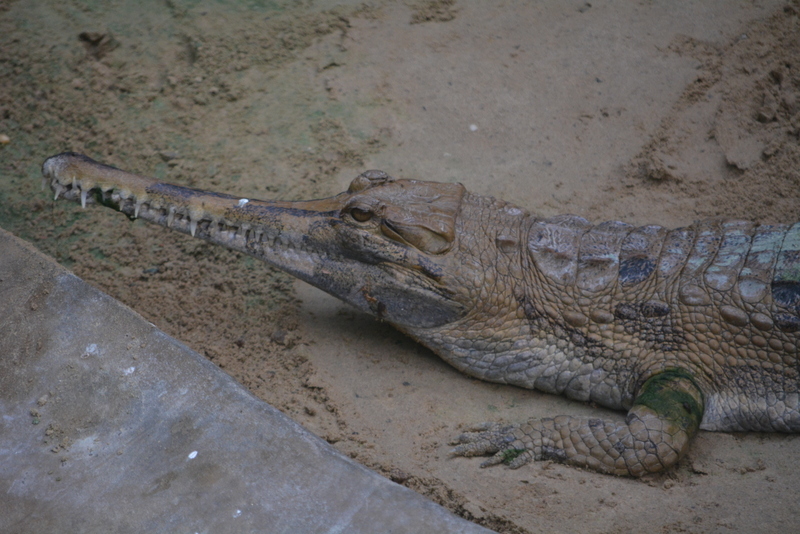 Plancia ëd Tomistoma schlegelii (Müller 1838)