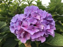 Image of Bigleaf Hydrangea