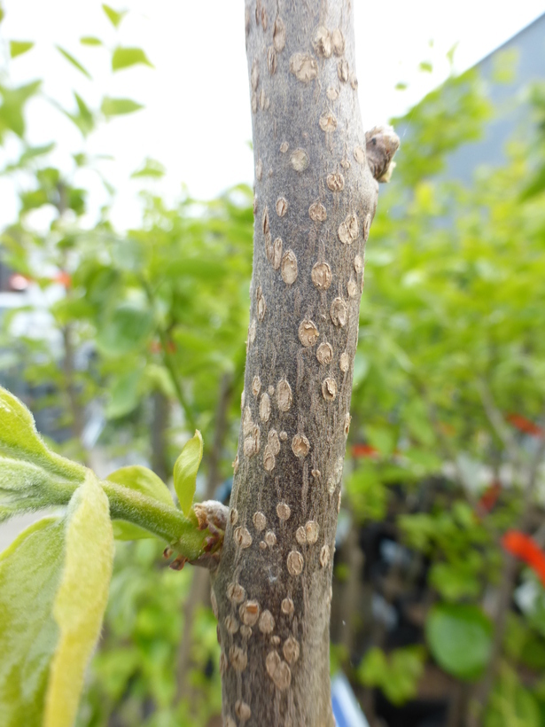 Image of japanese persimmon