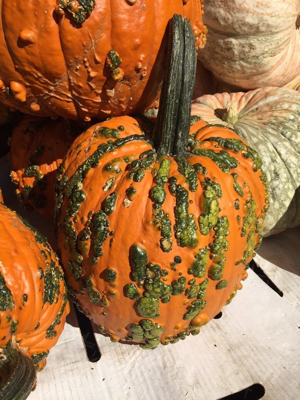 Image of field pumpkin