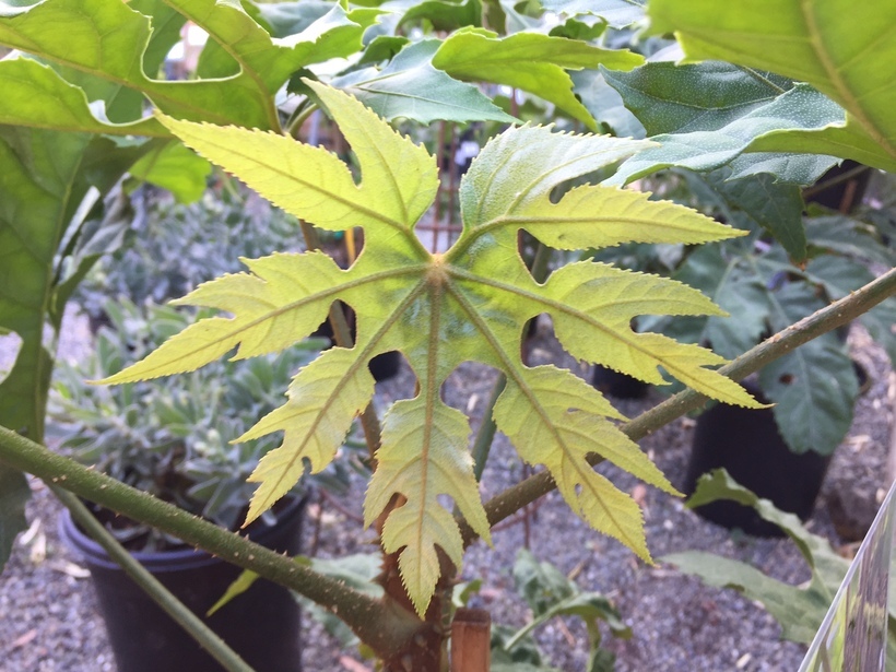 Image of Trevesia palmata (Roxb. ex Lindl.) Vis.