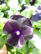 Image of Horned Pansy