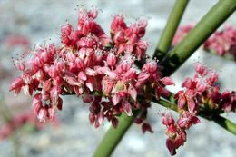 Image of robust Hoffmann's buckwheat