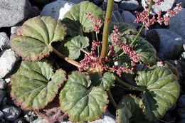 Image of robust Hoffmann's buckwheat