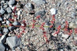 Image of robust Hoffmann's buckwheat