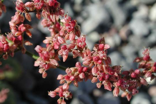 Image of robust Hoffmann's buckwheat