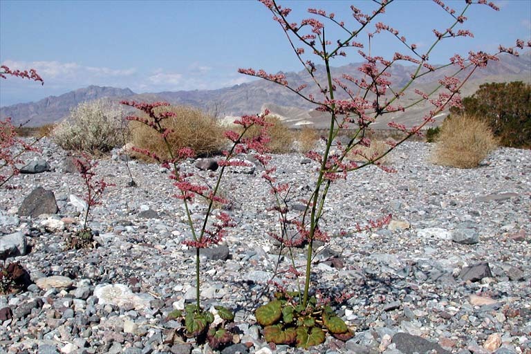 Image of robust Hoffmann's buckwheat