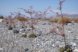 Image of robust Hoffmann's buckwheat